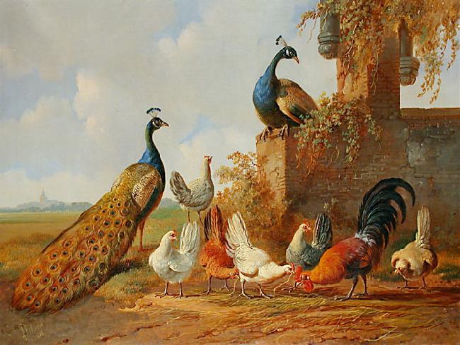 unknow artist Albertus Verhoesen: Peacocks and chickens Spain oil painting art